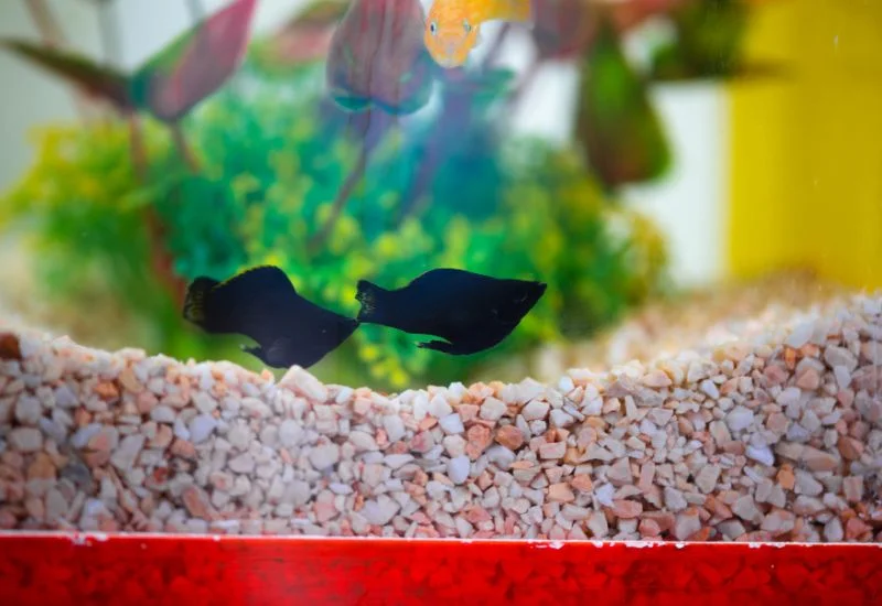 Tank Mates For Black Molly Fish