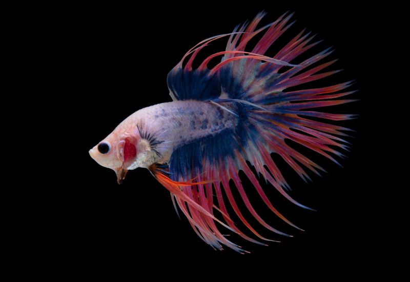 The Ideal Temperature For Betta Fish