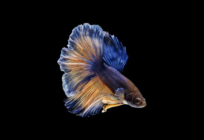 signs that your betta fish is sleeping